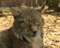 Portrait of a bobcat at zoo. Close up of a sleeping cat