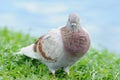 Portrait bodily movement action bird of peace Royalty Free Stock Photo