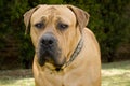 Portrait of boerboel dog Royalty Free Stock Photo