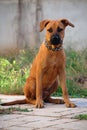 Portrait of Boerboel - Pit Bull vs Boerboel - German Shepherd mixed breed puppy