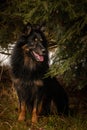 Portrait of Bohemian Shepherd under the pine.