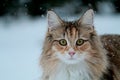 A portrait of a bold and beautiful norwegian forest cat female