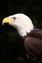 Portrait of Bold Eagle Haliaeetus leucocephalus symbol of American pride