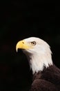 Portrait of Bold Eagle Haliaeetus leucocephalus symbol of American pride Royalty Free Stock Photo