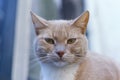 Portrait of a bold red tabby cat looking into camera