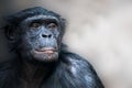 portrait of a bonobo chimpanze looking right Royalty Free Stock Photo