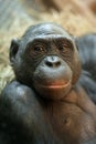 Portrait of a Bonobo monkey