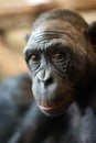 Portrait of a Bonobo monkey