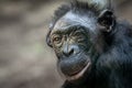 portrait of a bonobo monkey Royalty Free Stock Photo