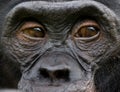 Portrait of bonobos. Close-up. Democratic Republic of Congo. Lola Ya BONOBO National Park.