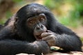 Portrait of bonobos. Close-up. Democratic Republic of Congo. Lola Ya BONOBO National Park.