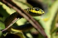 Portrait of a Boomslang / Tree snake Royalty Free Stock Photo