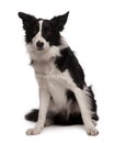 Portrait of Border collie, 3 years old, sitting Royalty Free Stock Photo
