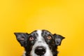 Portrait border collie clos-up looking at camera. Isolated on yellow background