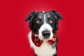 Portrait border collie dog celebrating christmas or valentine`s day wearing a bowtie. Isolated on red background Royalty Free Stock Photo