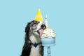 Portrait border collie dog celerbating birthday or anniversary with a colorful cup cake. Isolated on blue pastel background Royalty Free Stock Photo