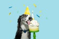 Portrait border collie dog celerbating birthday with a colorful cup cake. Isolated on blue pastel background with confetti falling Royalty Free Stock Photo
