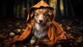 Portrait of border collie dog in orange cloak in autumn forest