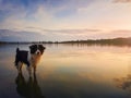 Portrait of border collie dog standing in a pond water over sunset background with reflection on the lake surface. Beautiful pet Royalty Free Stock Photo