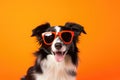 Portrait Border Collie Dog With Sunglasses Orange Background Royalty Free Stock Photo