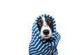 Portrait border collie dog wrapped with a blue striped towel ready for bathing, bath or take a shower. Isolated on white Royalty Free Stock Photo