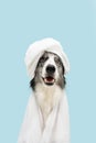 Portrait border collie dog wrapped with a towel and shower cap. Isolated on blue pastel background Royalty Free Stock Photo