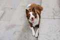 Portrait border collie lying down with happy expression looking up on street