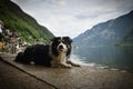 Portrait of border collie is lying on mole Royalty Free Stock Photo