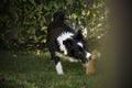 Portrait of a border collie puppy in the garden Royalty Free Stock Photo