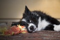 Portrait of a border collie puppy relaxed whit his toy Royalty Free Stock Photo