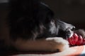 Portrait of a border collie puppy whit his toy Royalty Free Stock Photo