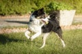 Portrait of a Border Collie purebred dog playing with a tennis ball in its mouth Royalty Free Stock Photo