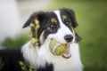 Portrait of a Border Collie purebred dog playing with a tennis ball in its mouth Royalty Free Stock Photo