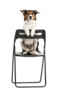 Portrait Of Border Collie Sitting On Chair