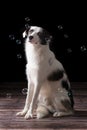 Portrait of a border collie dog with a black background Royalty Free Stock Photo
