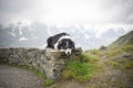 Portrait of border collie on stone under the glossglockner. Royalty Free Stock Photo