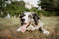 Portrait border collie training and thristy on dry grass. Summer season