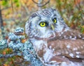Portrait of boreal owl in characteristic interior