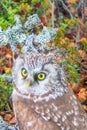 Portrait of boreal owl in characteristic interior