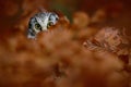 Portrait of Boreal Owl with yellow eyes in orange oak tree during autumn