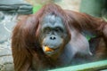 Portrait Bornean orangutan, Pongo pygmaeus, with a carrot in his mouth, eating. Fauna, mammals, primates Royalty Free Stock Photo
