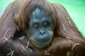 Portrait Bornean orangutan, Pongo pygmaeus, pensive look. Fauna, mammals, primates