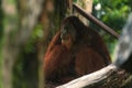 Portrait of Bornean Orangutan or Pongo pygmaeus, sitting at the shelter Royalty Free Stock Photo