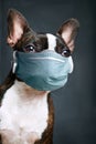 Portrait boston terrier with doctor mask pure breed grey background