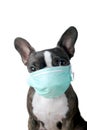 Portrait boston terrier dog with medical mask pure breed white background