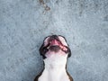 Portrait boston terrier laying in floor tired pure breed soft blue background closeup