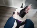 Portrait of a Boston Terrier Puppy with its head in profile and distictive ears pointing upwards. The dog in comfy between the Royalty Free Stock Photo