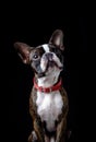 Portrait boston terrier pure breed black background closeup