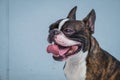 Portrait boston terrier pure breed soft grey background closeup