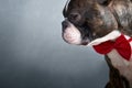 Portrait boston terrier pure breed soft grey background with red bow tie closeup